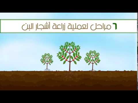 فيديو: كيف تنمو شجرة البن