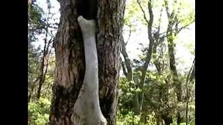 The Devils Backbone