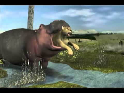 Hippo swallows a lion   realistic Animation