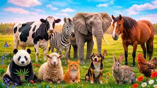 50 Animal sound for kids 🐶🐈‍⬛🐘🦒🐧🐱 Cute Animal Sound Learn Wild and Farm Animals #animalsounds screenshot 3