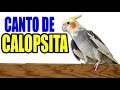 Canto de Calopsita original, 1h para ensinar calopsita a cantar