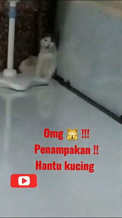 VIRAL !!! Penampakan hantu kucing didalam rumah  !!! #shorts #horrorstories