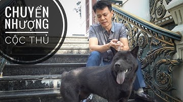 Đi Thẩm Chú chó H