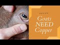 Copper DEFICIENT Goats?! What you need to know.