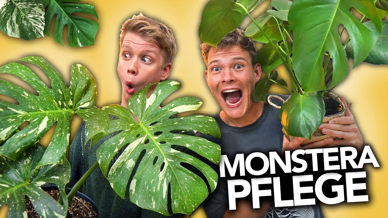 MONSTERA RICHTIG PFLEGEN - Der ultimative Guide | Joey's Jungle Plants