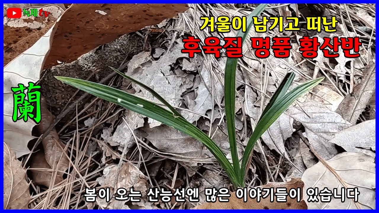 봄맞이 산행에서 황산반을 만났습니다.
