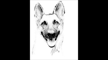 how to draw a dog head (FAST timelapse German Shephard - easy step by step process)