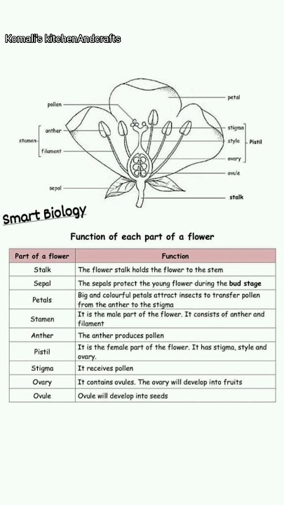Function of each part of a flower|Biology|Science|Education