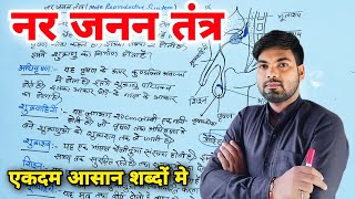 नर जनन तंत्र | Male Reproductive System | nar janan tantra | By Monu sir