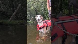When Van Life Plans Go Sideways! #vanlifeuk #whippetsofinstagram #campervanadventures #dogshorts