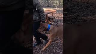 Trick: Titan up and down ( Rhodesian Ridgeback) ( @RideandRush ) #dog #dogexercise #gopro