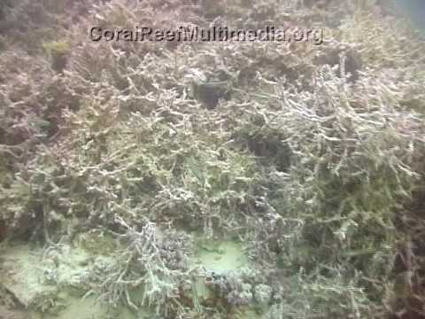Coral-algal Phase Shift