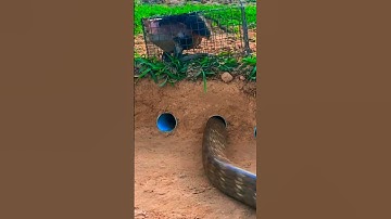 EASY SNAKE TRAP - The best snake #snake #Easysnaketrap #diy #easy #shorts