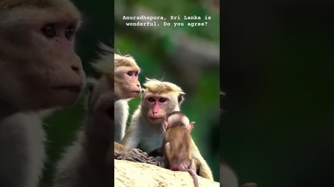 Wonderful blend of nature, culture and history here #travel #asiatravel #asiatravelguide #srilanka