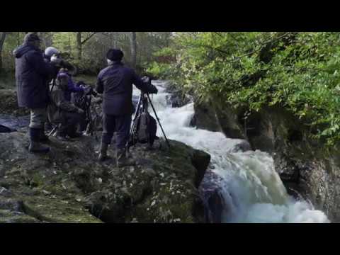 riverdale The Atlantic Salmon Run