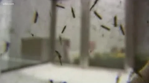 UT researcher studying ways to best prevent mosquito-borne diseases