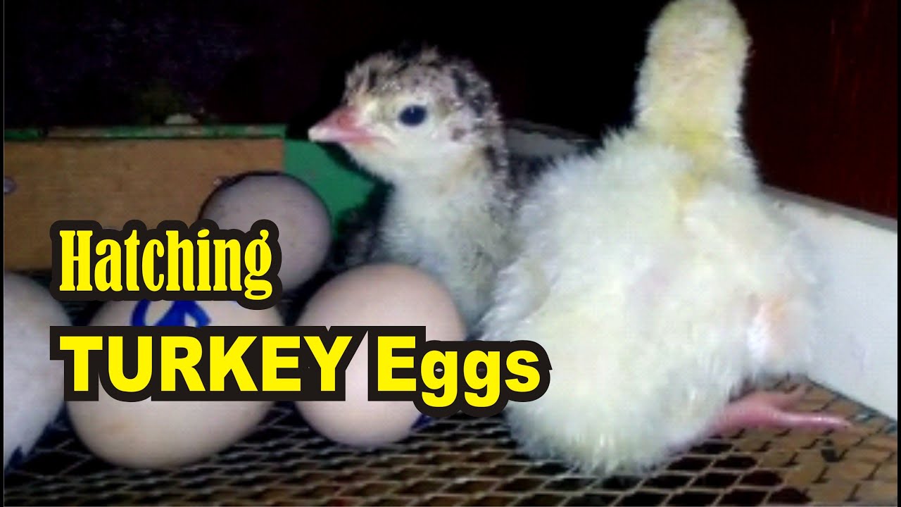 Turkey Eggs getting Hatched in Kerosene Lamp Incubator YouTube