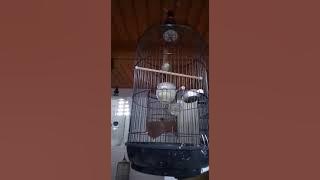 Ciblek gunung bren 3 menit