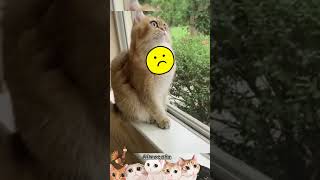 Funniest cats videos??Funniy animals 2023?E-39shortscatsfunnycatskucinglucufunnycatvideos