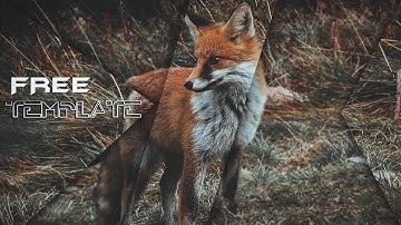 After effects  / Elegant Slideshow /   template free download