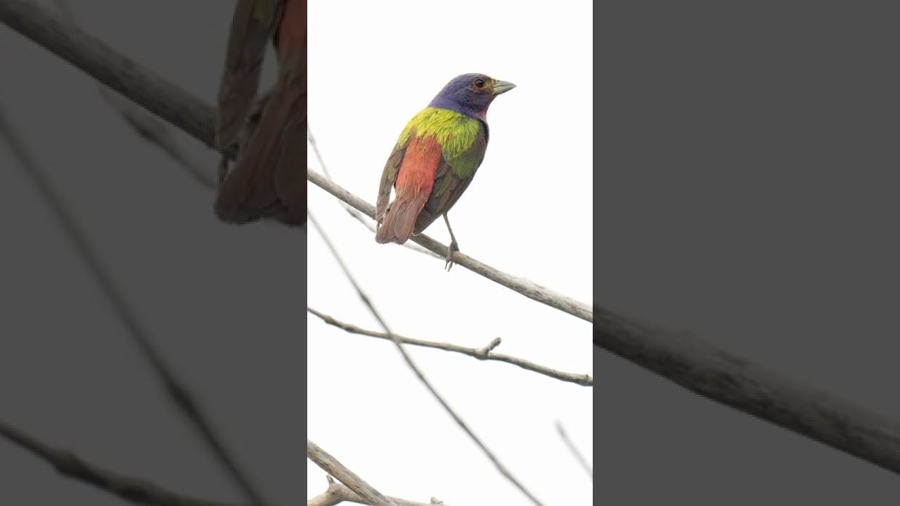 A quiet, but beautiful painted bunting paying attention to the indigo buntings.