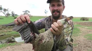 Ducks for Dayz!! My first crack at Australian game birds screenshot 4