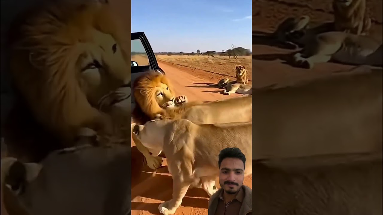 Забавный фальшивый лев 😂🤣 