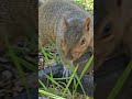 Squirrel loves sunflower seeds #short