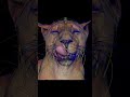 Realistic lioness animation wireframe animation realistic lionking animals 3danimation animal