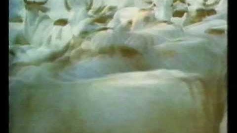 Bruce Cockburn - If A Tree Falls