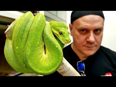 Wideo: Jakie Węże Są Uważane Za Niejadowite