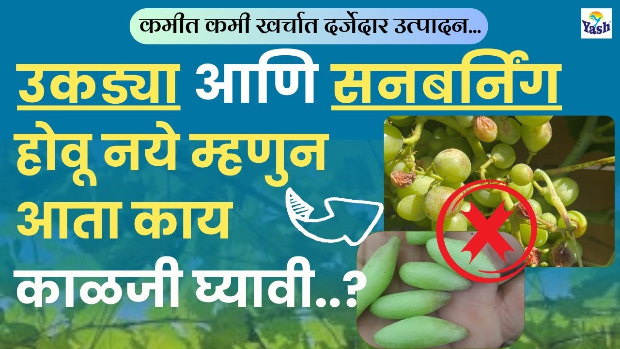 द्राक्ष बागेत सनबरनिंग आणि उकड्या होऊ नये म्हणून काय काळजी घ्यायची करायची ?| #द्राक्षे | #यशअग्रोलॅब