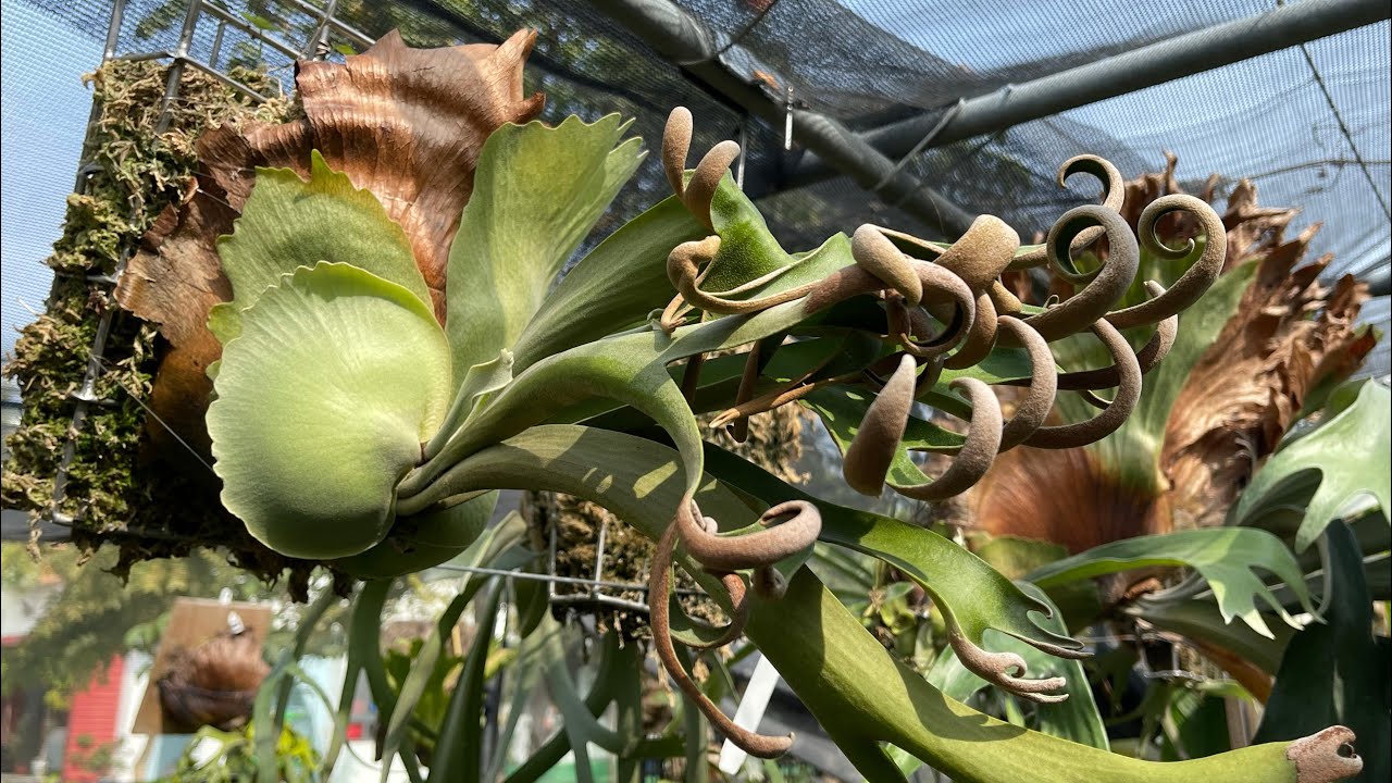 走春計劃！ Day10｜忘憂仙境｜蕨的想買就買｜蕨類植物｜雨林植物｜空氣鳳梨｜觀葉植物｜療癒生活｜療癒植栽｜網美打卡