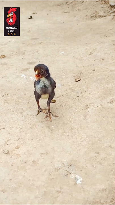 Baby chick call to his mother and father fir help#babyvideos #shortsfeed #aseelmurga #rooster