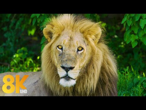 Okavango River Area'nın 8K Yaban Hayatı, Botsvana - Afrika'nın 8 Saatlik Vahşi Hayvanları - Bölüm #1