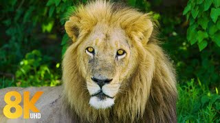 8K Wildlife of Okavango Delta Area, Botswana - 8 Hours of Wild Animals of Africa - Part #1 screenshot 4