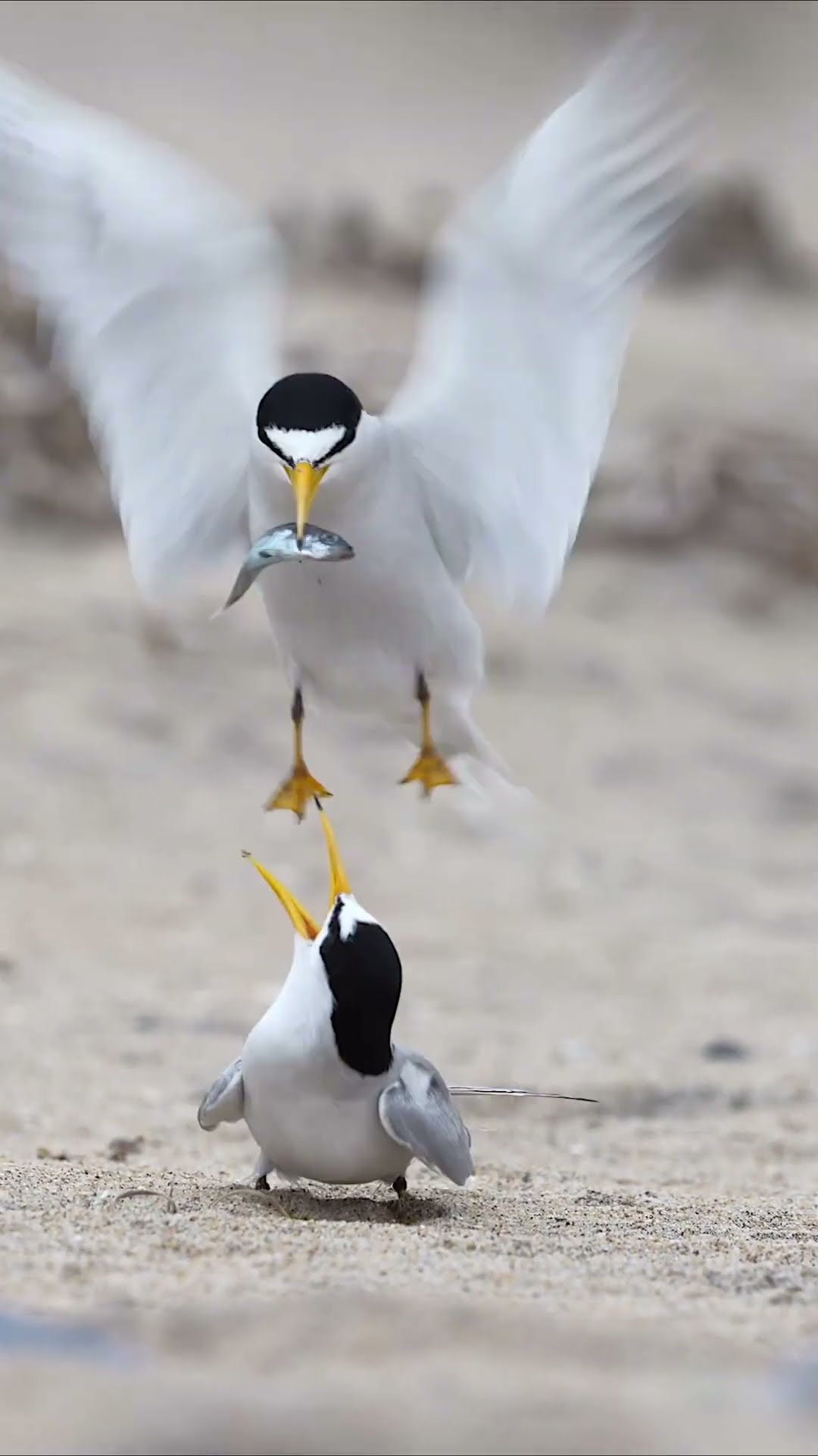 The circle of life ﻿? Watch as this male California least tern starts his family #Shorts #Animals