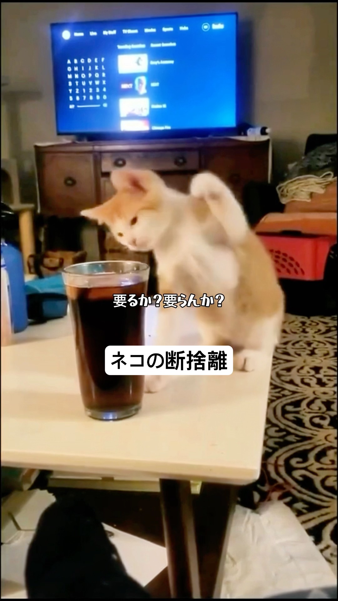 A Cat's Decluttering - YouTube