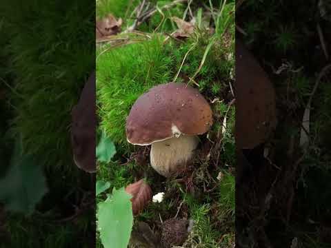 Mushroom Hunting #shorts #mushrooms #forest #foraging #boletusedulis #funghiporcini #fungi #cep