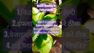 Health Benefits Of Patharchatta #aahnarecipe #food #plants #medicine #knowledge #learning #youtube