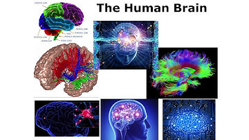 The 26th Ockham Lecture - ‘From Neurons to Perception: How Physics Opened the Black Box’