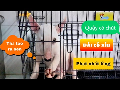 Video: Hiểu tính cách Terrier