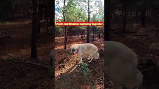 Farm Adventures with Polar & Shadow: LGD Pups Explore the Woods 🌲🐾 #LGD #FarmDogs #DogShorts