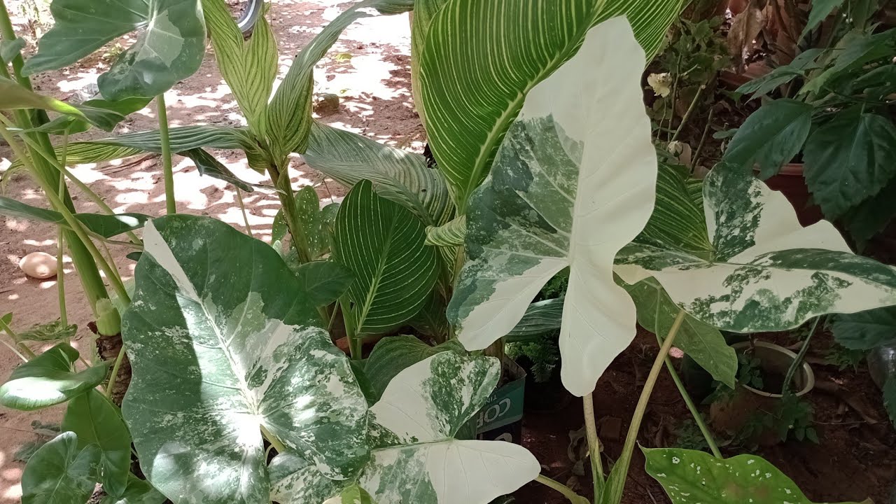 como cultivo alocasia variegata e como fazer muda 🌱