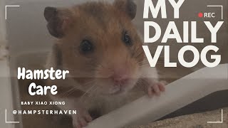 【Daily Vlog】『Hamster Care』 Nightly routines with my hamster 🐹 who wants to help her mom