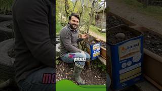 İlk Kez Köyde Mor Patates Ektik Öydeyaşam Ğildir