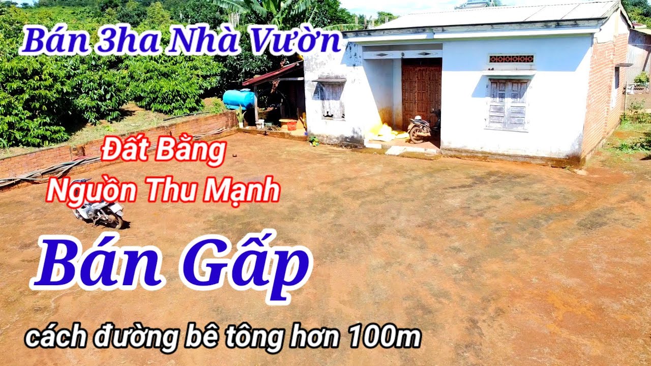 Bán Nhà Vườn 3ha Cà Phê Đẹp Ngay Khu Dân Cư  Ổn Định tại Quảng Tân cách TT Kiến Đức 12km