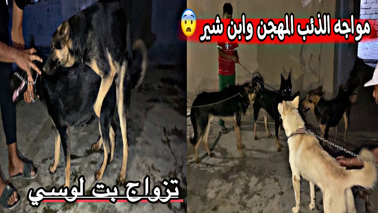 اقوه مواجه بين الذئب المهجن ( كاسبر ) وابن شير _ كلبتي ليزا تطلب التزاوج من جديد 😨