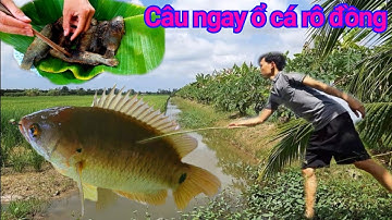 CÂU CÁ RÔ ĐỒNG || CÁ NƯỚNG CHẤM NƯỚC MẮM ME NGON NHỨC NÁCH