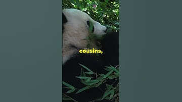 Red Pandas vs  Giant Pandas: Spot the Difference #animals #redpanda #wildlife